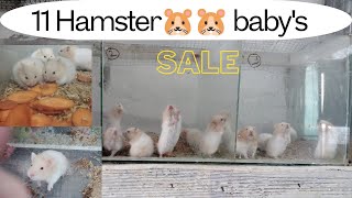 Hamster update11 babysin tamilsjbirdsworld9553 hamsters sales [upl. by Euphemie462]