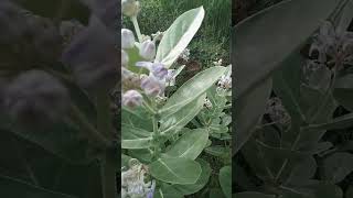 calotropis gigantea tha plant is reported as effective in treating skin digestiverespiratory [upl. by Levesque]