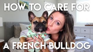 HOW TO TAKE CARE OF A FRENCHIE [upl. by Nibroc]