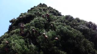 Cupressus sempervirens Stricta seed pods  Italian Cypress HD 01 [upl. by Gorges]