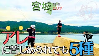 宮城・牡鹿の海でアレに苦しめられました [upl. by Malinde]