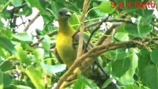 हारिल पंछी की रोचक जानकारी The interesting bird of yellow footage green pigeon [upl. by Uahsoj]