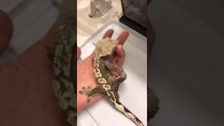 Crested Gecko Chirp [upl. by Ydnem598]