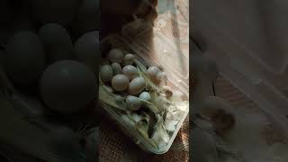 Eggsnestsbaby mousedoves chicks short [upl. by Forta851]