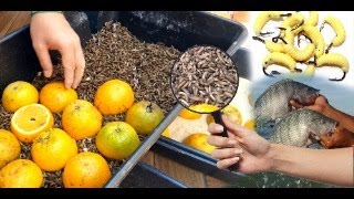 COMO FAZER BICHINHOS DE LARANJA P PESCARIAS AQUARISMO ISCAS DE PEIXE [upl. by Ennaehr]