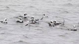 Lodówka  longtailed duck  Clangula hyemalis [upl. by Francis]