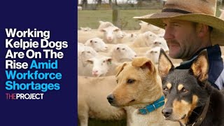 Working Kelpie Dogs Are On The Rise Amid Workforce Shortages [upl. by Finley925]