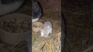 Małe króliczki buszują rabbit bunny lapin kaninchen pets conejos 兔子 うさぎ [upl. by Zales]