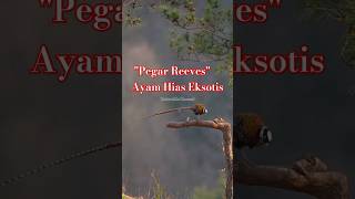 Reeves Pheasant faktaunik faktamenarikhewan [upl. by Akieluz]