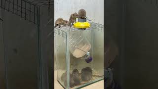 Rat trap creativeGreat spinning mouse trap rattrap animals mousetrap [upl. by Hairas]