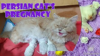 Persian Cat Pregnancy Vlog  Full Detailed Video Cat Giving Birth for the First Time [upl. by Intyrb217]