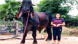 Huge bulls of Indu Brazil breed in Thailand [upl. by Hansiain754]