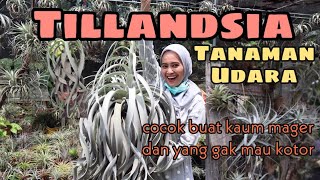 TILLANDSIA TUMBUH DENGAN MEDIA UDARA  EP 31 [upl. by Magocsi52]