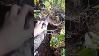 My cat side job as garden inspector catlover cat cutecat [upl. by Donnell]