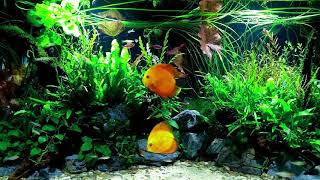 💚 1 HOUR BEAUTIFUL FRESHWATER AQUARIUM • DISCUS FISH TANK • SCHOOLING FISH 💚 [upl. by Naedan]