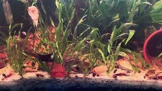 Kuhli loach aquarium [upl. by Faustena]