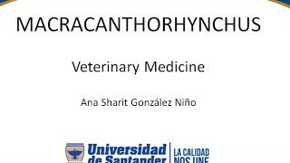 Macracanthorhynchus  Parasitologia Veterinaria [upl. by Cartwell]