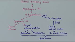 A2 Biology  Coordinating stress response OCR A Chapter 145 [upl. by Cleave]