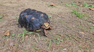 Tortoises Autumn Outing 1 [upl. by Marela205]