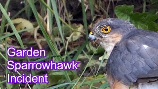 3rd Sparrowhawk Incident In As Many Months [upl. by Naima583]