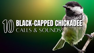 10 Blackcapped Chickadee Calls and Sounds That Help Identify the Bird [upl. by Appolonia]