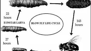 Life cycle of blow flies on dead body [upl. by Placido]