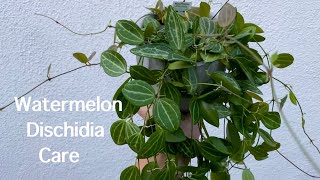 Watermelon Dischidia  Full Care Guide [upl. by Cyler]