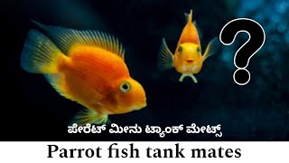 Parrot fish tank mates  blood parrot fishes  FINS amp WINGS  ಕನ್ನಡ [upl. by Debbie446]