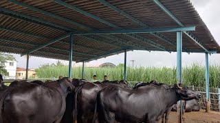 y t patil dairy farm kolhapur अरविंद पाटील डेअरी फार्म यांचे म्हशींच्या गोठ्याचे योग्य नियोजन [upl. by Duomham]