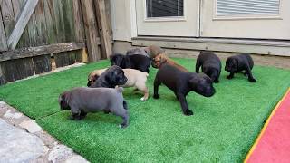 4 week old Cane Corso puppies [upl. by Dunton]