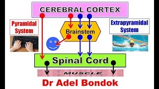 Pyramidal and Extrapyramidal Motor System and Desending Tracts Dr Adel Bondok [upl. by Ray]