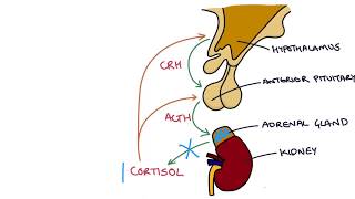 Understanding the Short Synacthen Test [upl. by Amimej]