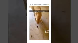 Dogs are smart they said [upl. by Jan]