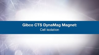 CTS DynaMag Magnet Cell Isolation  Gibco [upl. by Asila]