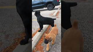 Watch Big Dogs and Little Pups Share in the Fun shorts boerboelbreeders boerboelpuppies [upl. by Puna232]