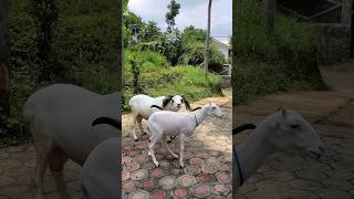 DOMBA GARUT shortvideo domba sheep dombagarut ternak animals shorts fyp fypシ゚ ternakdomba [upl. by Wilmar162]