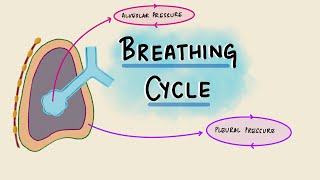 Breathing Cycle Physiology  Pressure amp Volume Changes During Respiration  Respiratory Physiology [upl. by Iadrahc]