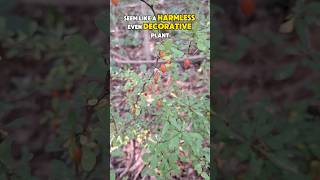 Japanese Barberry The Invasive Plant Taking OverJapaneseBarberry InvasiveSpecies Ticks [upl. by Llennhoj]