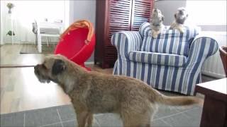 Border Terrier Howl [upl. by Ahsym506]