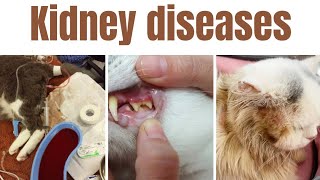 Kidney diseases in cats  Top 10 kidney diseases in cats  Signs of kidney diseases in cats [upl. by Harmaning]