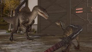 Jurassic World Evolution 2 Spinoraptor and JP3 Velociraptor Social animation [upl. by Drofla145]