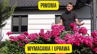 Piwonia  wszystko o uprawie peonii jedna z najładniejszych kwitnących bylin w ogrodzie [upl. by Temme]