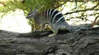 Numbat [upl. by Tab]