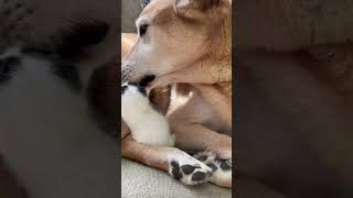 This Pup Is In Love With His Blind Foster Kittens  The Dodo [upl. by Akiehs]