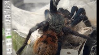 My Greenbottle Blue Tarantula Chromatopelma cyaneopubescens [upl. by Kcireddor605]