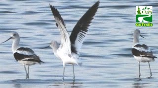 American avocet birds feeding amp in flight [upl. by Pathe]