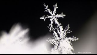 【北海道の絶景】繊細で美しい雪の結晶 Snowflake delicate and beautiful [upl. by Dola522]