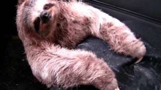 A Sloth in my car [upl. by Je]