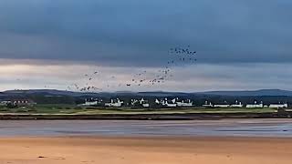 Pink footed geese banking in the sunlight [upl. by Akla]