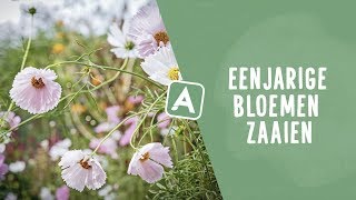 Eenjarige moestuinbloemen zaaien mijn favorieten [upl. by Bank]